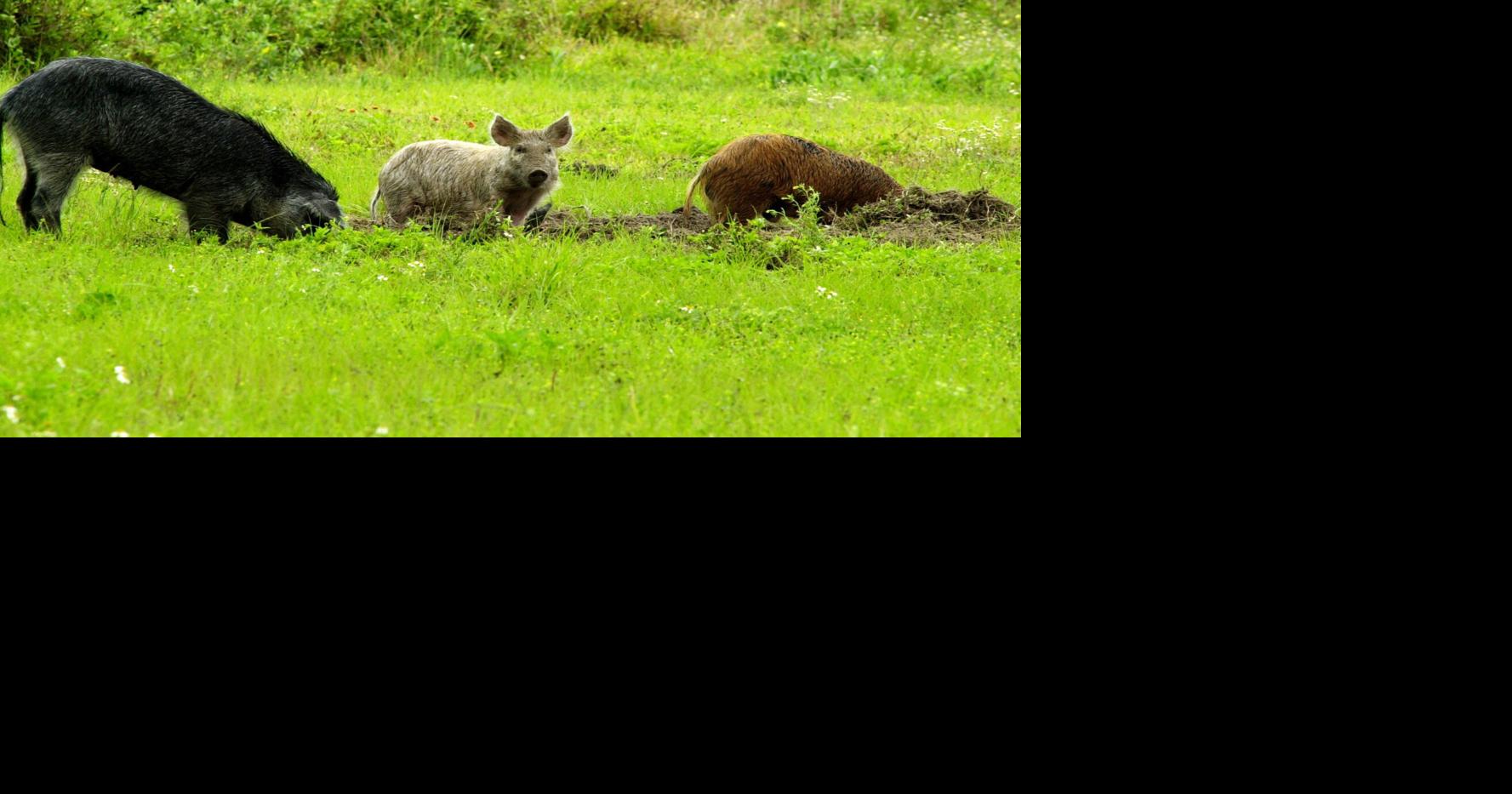 More than 1,800 invasive wild pigs eradicated from LBL, officials say