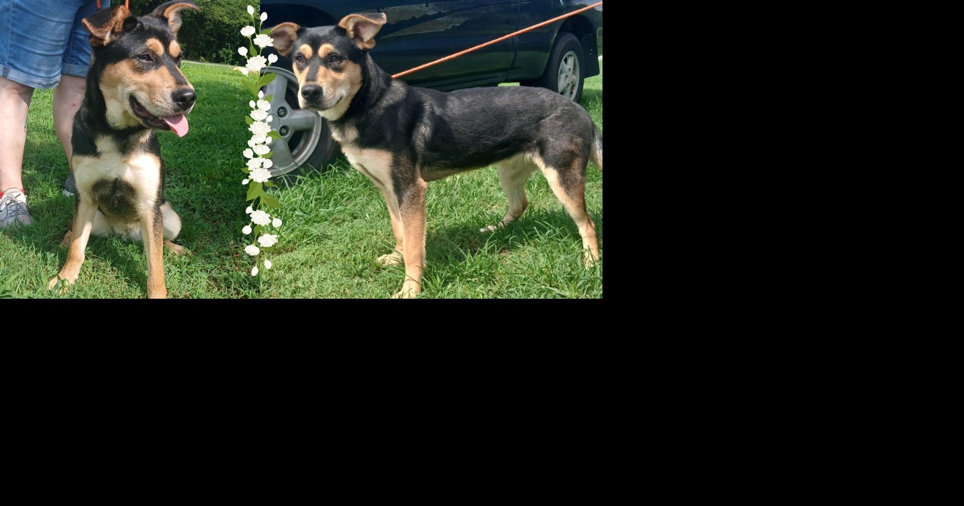 Jasmine — A loving girl ready for her forever family | Community | WPSD ...