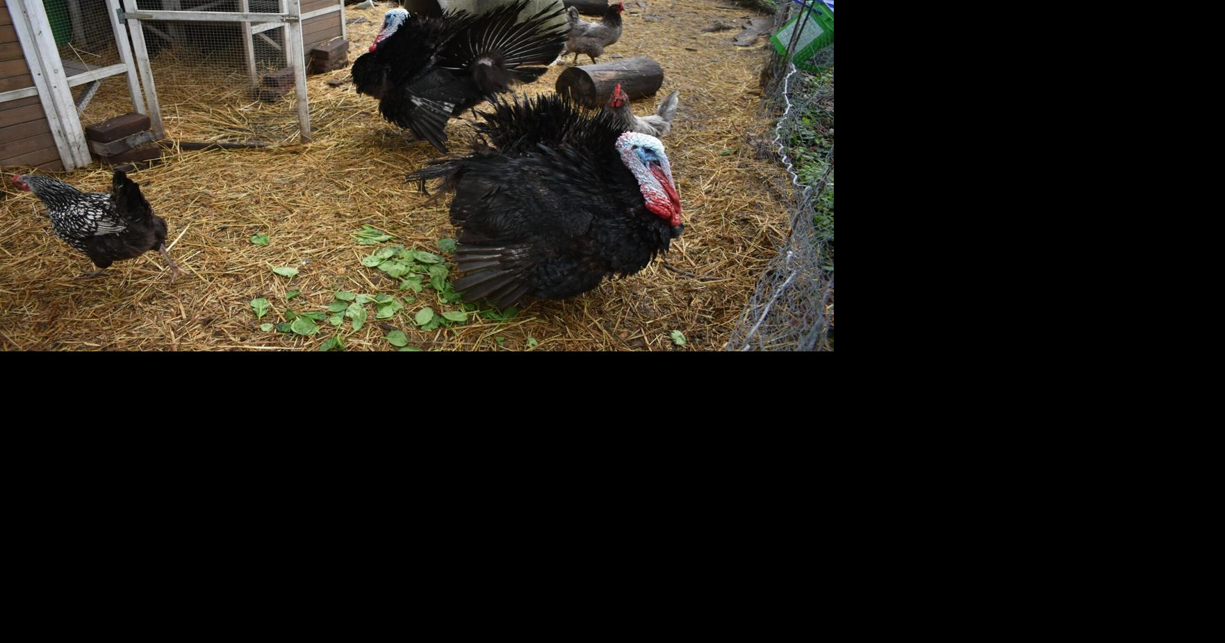 Commission considers allowing homeowners to keep fowl on smaller lots ...