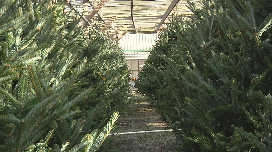 James Sanders Nursery thriving despite Christmas tree shortage News