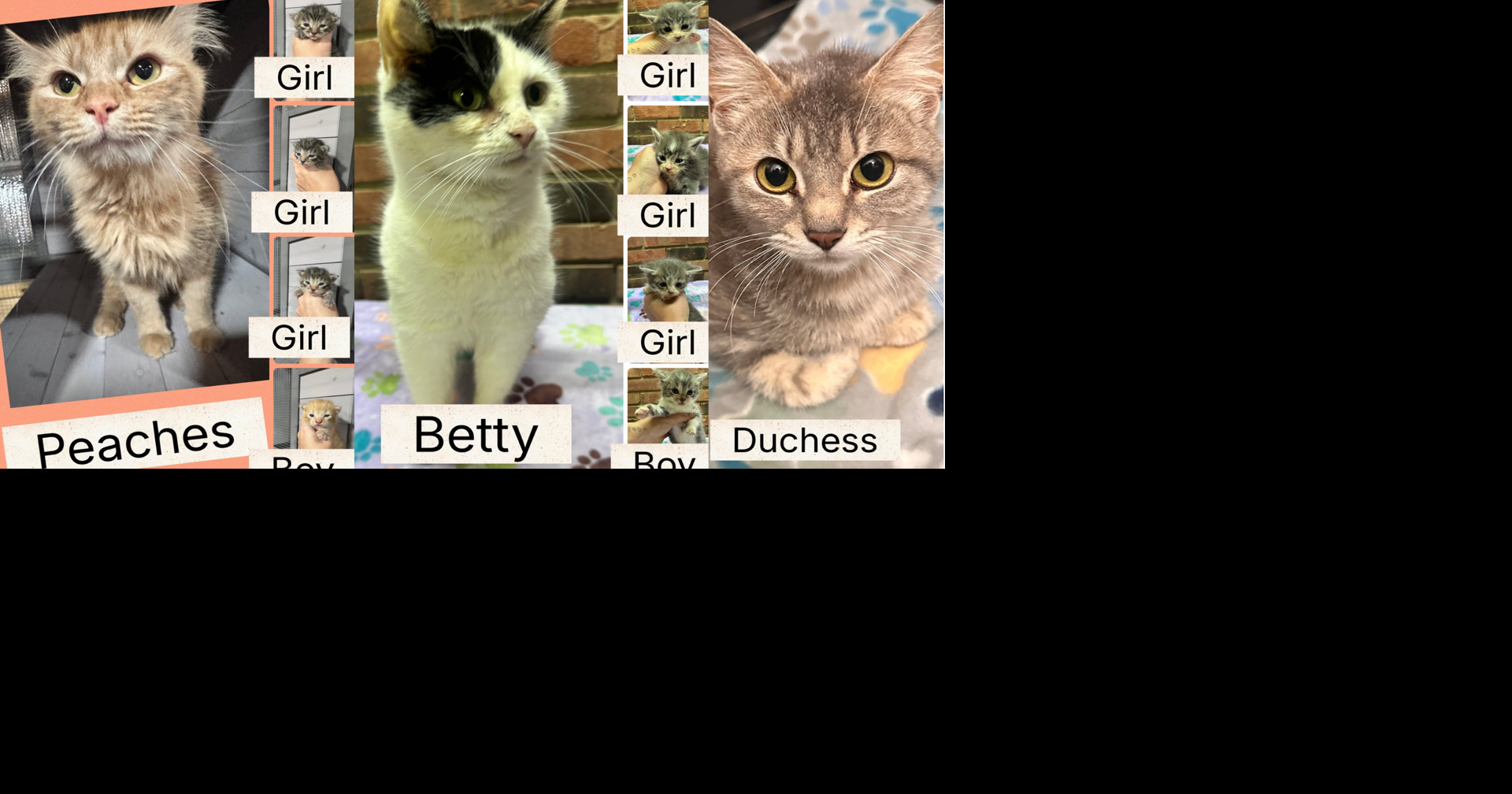 Read MoreDaisy Tails Rescue urgently seeks kitten fosters