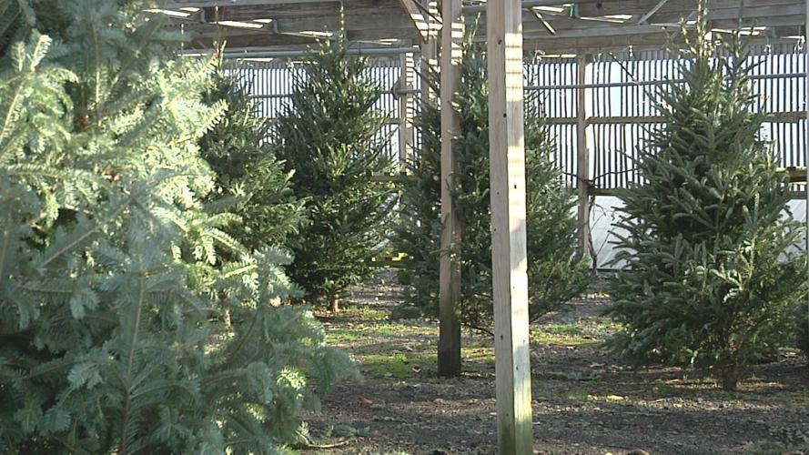 James Sanders Nursery thriving despite Christmas tree shortage News