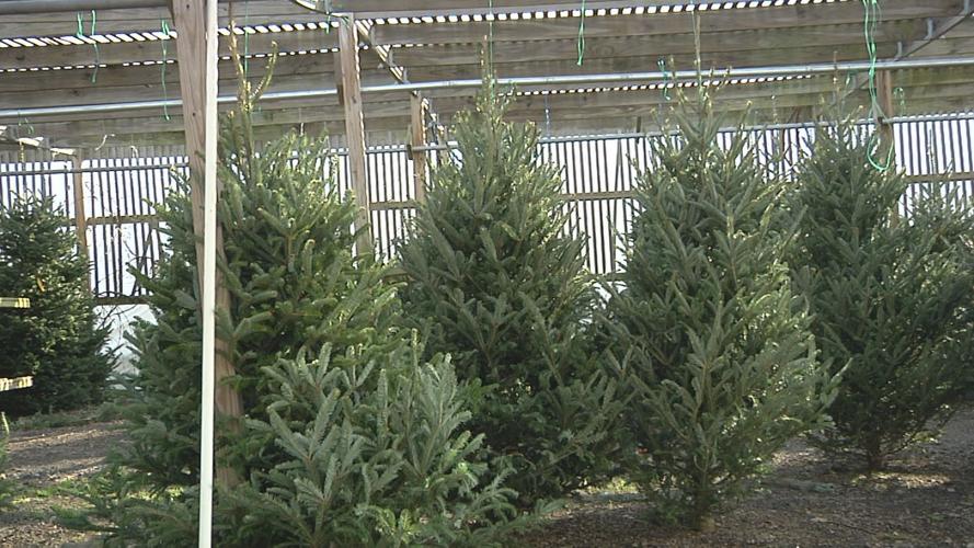 James Sanders Nursery thriving despite Christmas tree shortage News