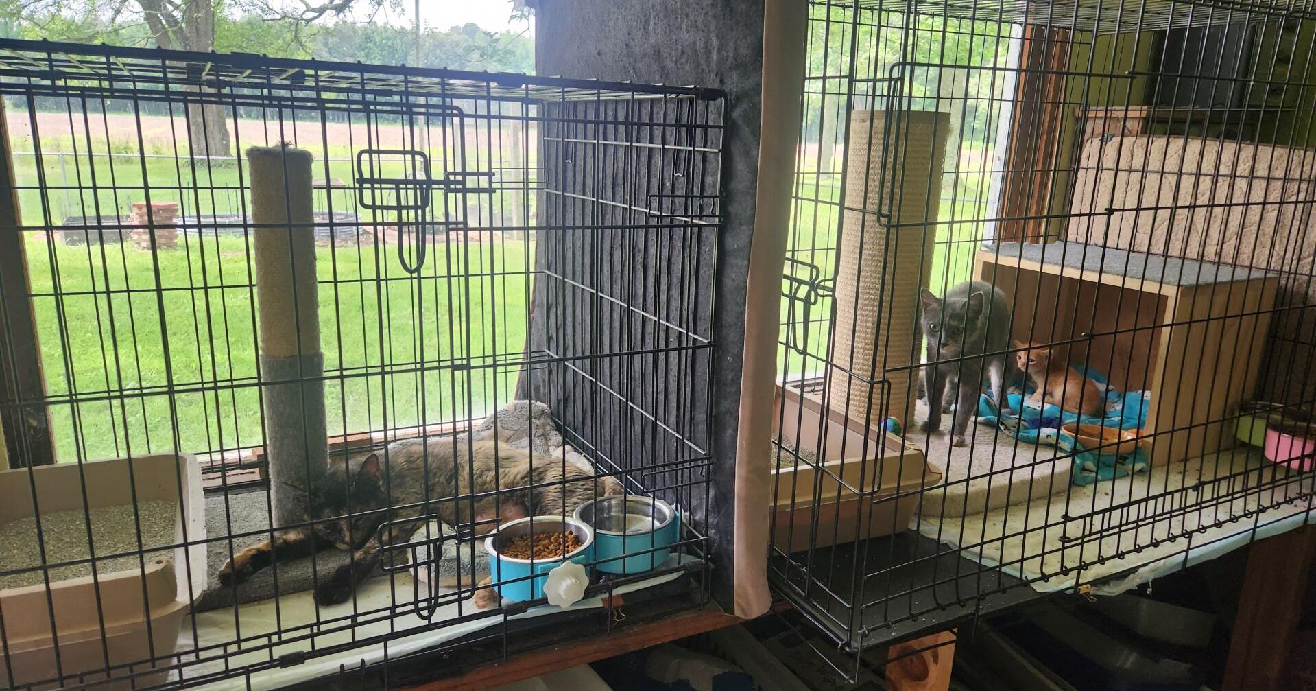 Marshall County Animal Care and Control faces backlash over drug-related names for cats - Vimarsana News