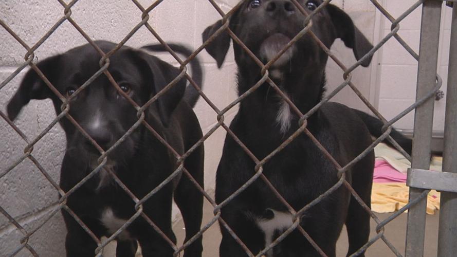 McCracken County Humane Society offers discounted microchipping ahead