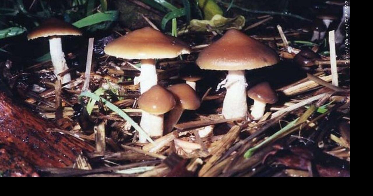 Shawnee Group of the Sierra Club to hold mushroom presentation | News ...