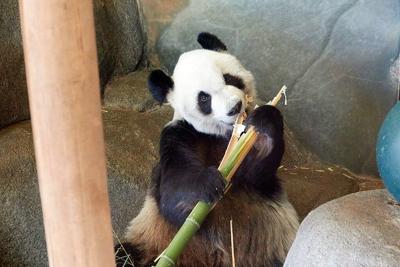 Le_Le_at_Memphis_Zoo (1).jpg