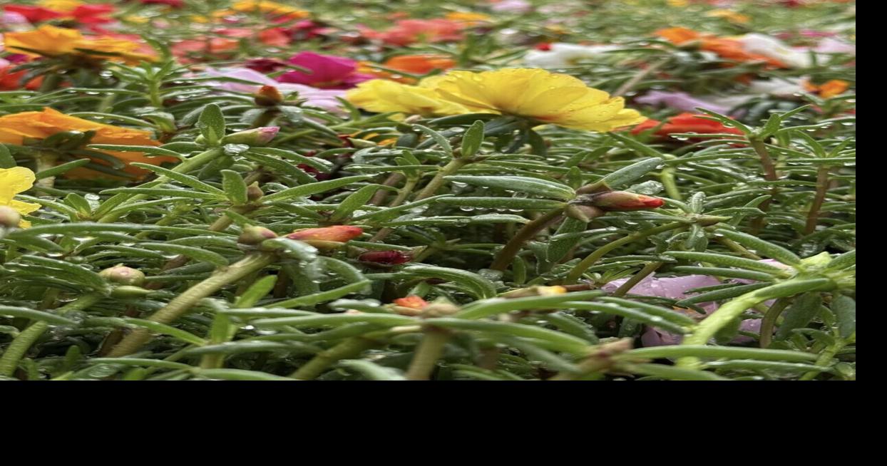 'Agriculture feeds our world': FFA students nurture plants, business skills for community sale