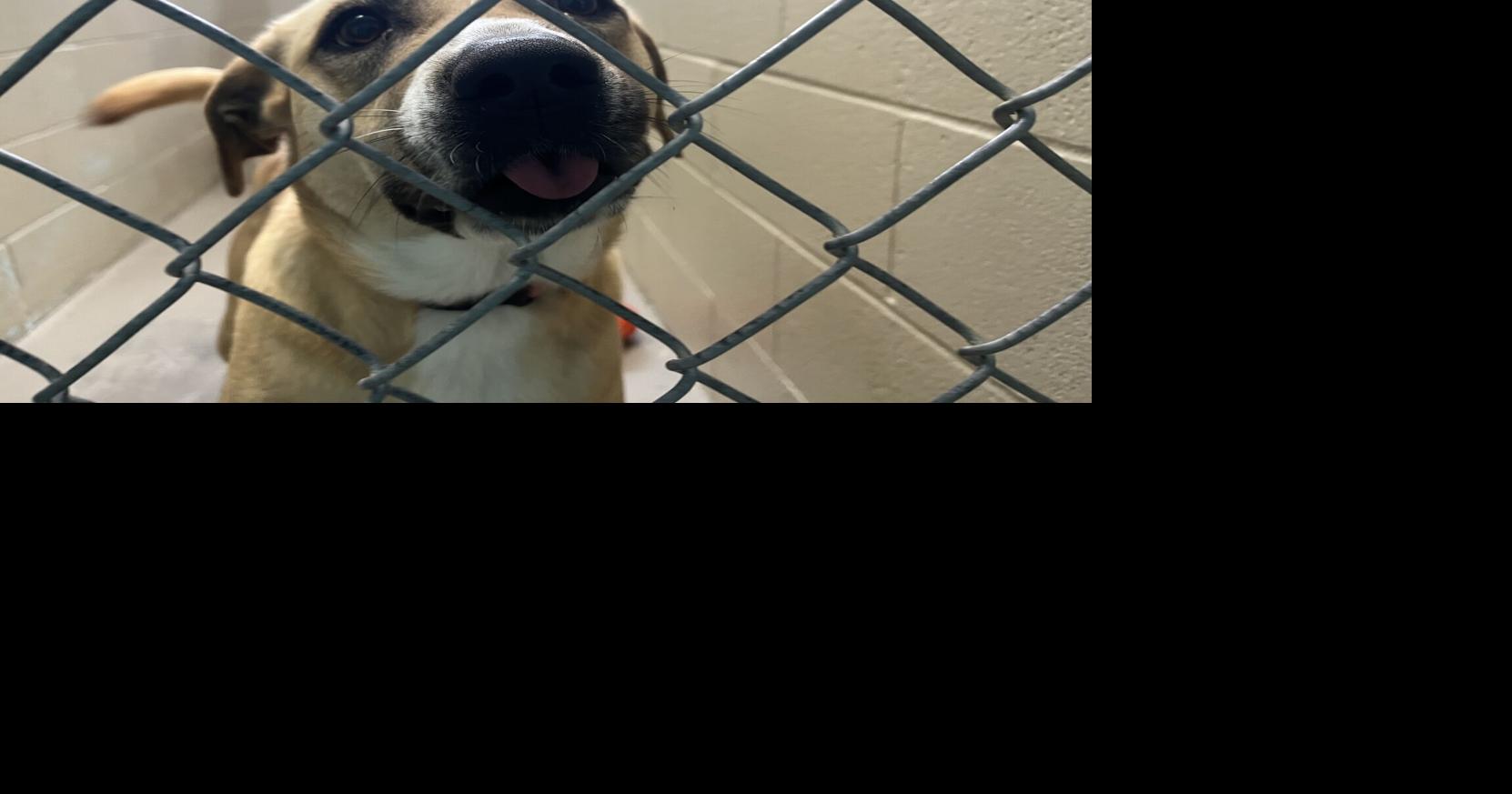 Humane Society urges pet owners to keep animals safe ahead of the Fourth | News