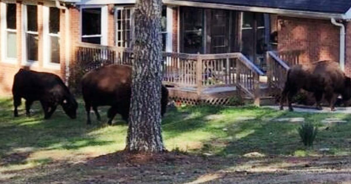 Rapper Rick Ross thanks neighbors for helping return his wandering ...