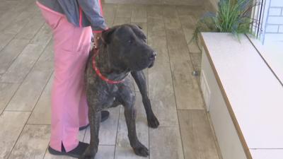 WNEM Dog Found In Wrong State