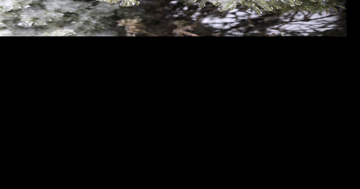 Mindy Ormsby Wingo, Kentucky Weather Window WPSD Local 6