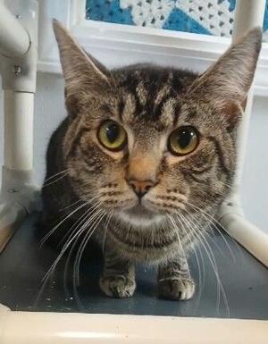 WPSD Local 6 Features Adoptable Pets in ‘Forever Home Friday’ Segment