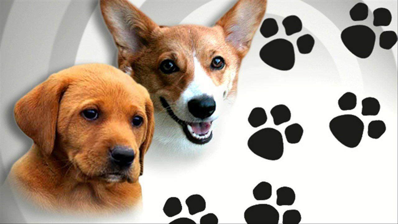 FDA: Certain pet foods may cause heart disease in dogs | Archive | WPSD