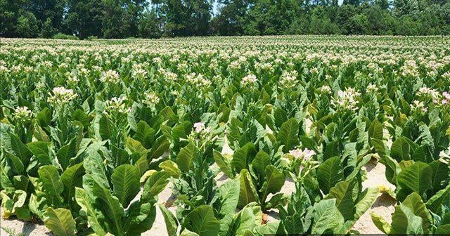 tobacco insurance fraud in kentucky Members of Kentucky agriculture industry sentenced for crop insurance fraud  scheme | <span class=
