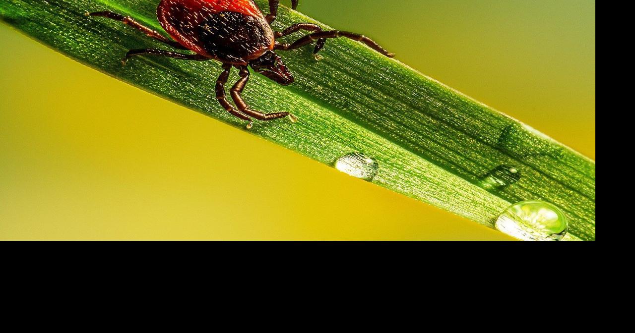 Tick bite cases rise nationwide; Graves County man shares experience with rare, nearly fatal disease