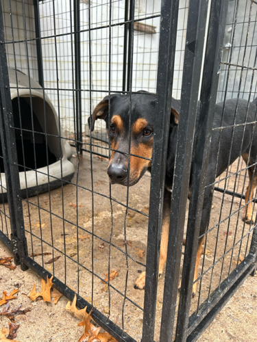 Free dog hot sale adoption for veterans