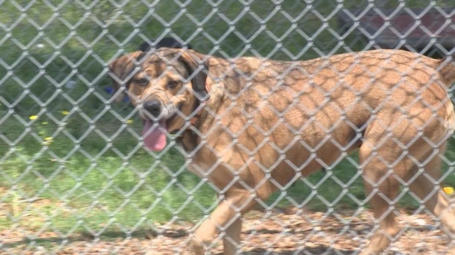 Animals being turned away as shelters reach max capacity News WPSD