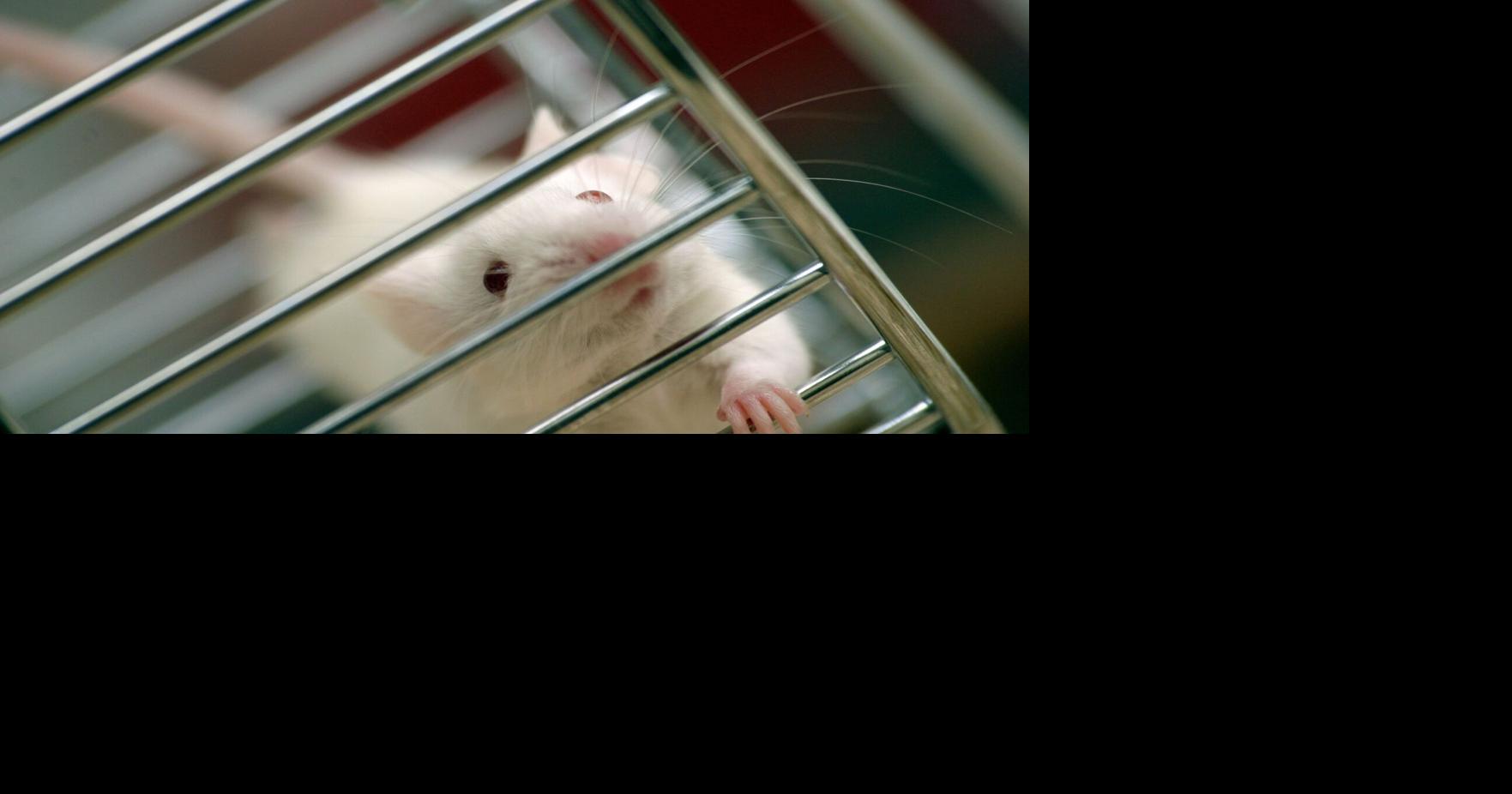 The push to end animal testing is gaining steam, but technology can’t fill the gap yet