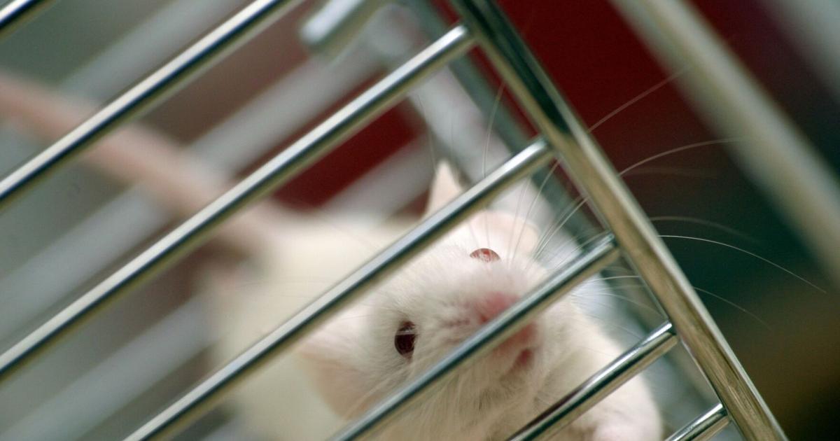The push to end animal testing is gaining steam, but technology can’t fill the gap yet