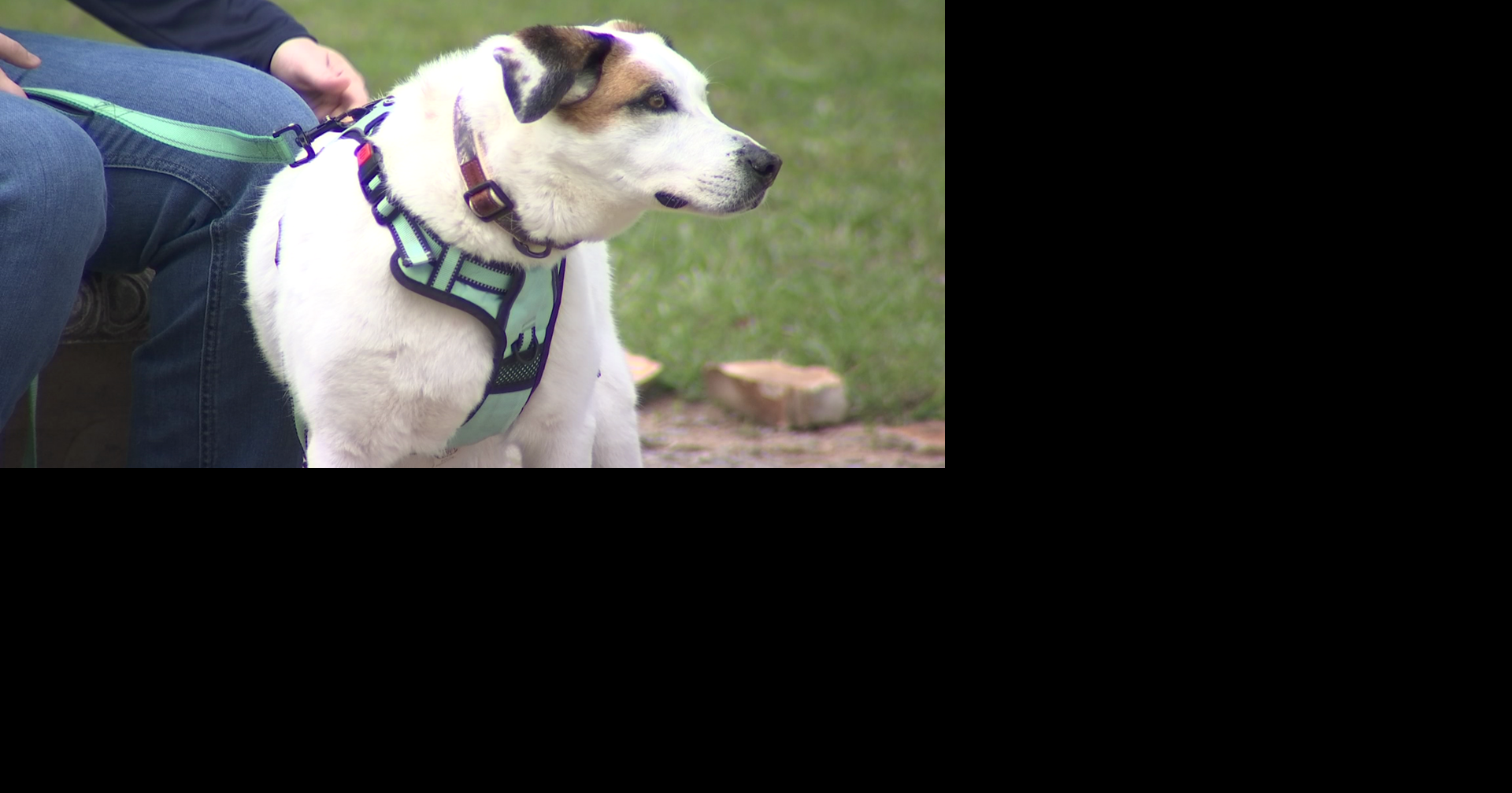 Read MoreMarshall County Humane Society hosts sendoff celebration for long-time stay 'Patches'