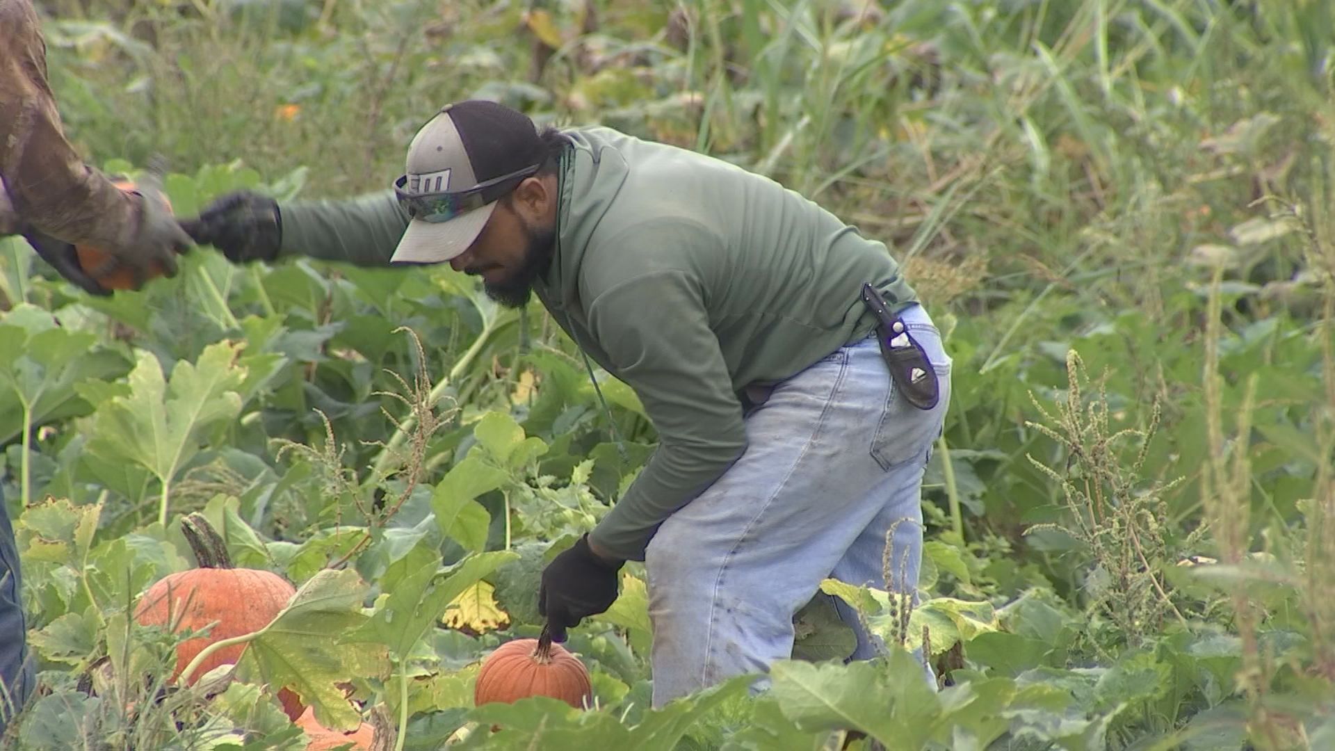 Pumpkin season back on track following temperature drop | Newsletter ...