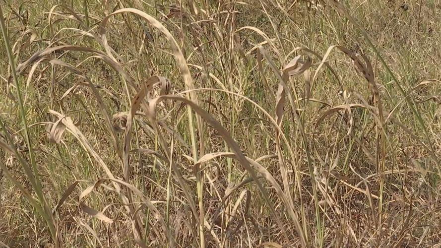 Several counties under burn bans due to dry conditions News WPSD