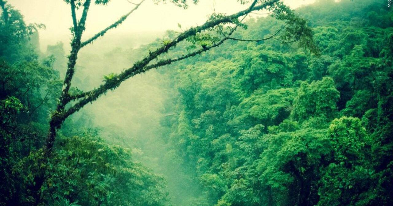 Brazil leader hopes that Amazon summit will bring back protections that the world needs - Vimarsana News