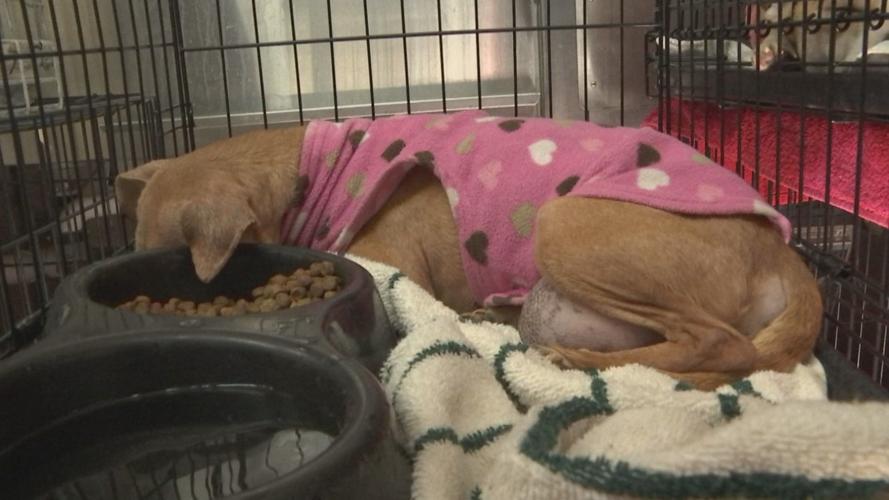 Recent intake puts MayfieldGraves County Animal Shelter over capacity