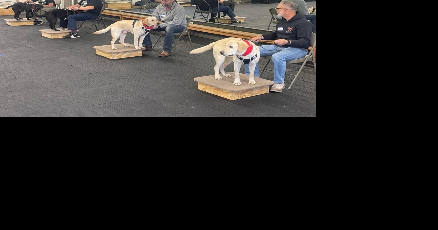 Four veterans matched with service dogs at This Able Veteran | Health ...