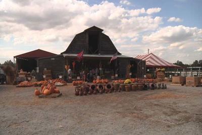 I Am Local 6 The Pumpkin Barn Educates Through Agritourism I Am