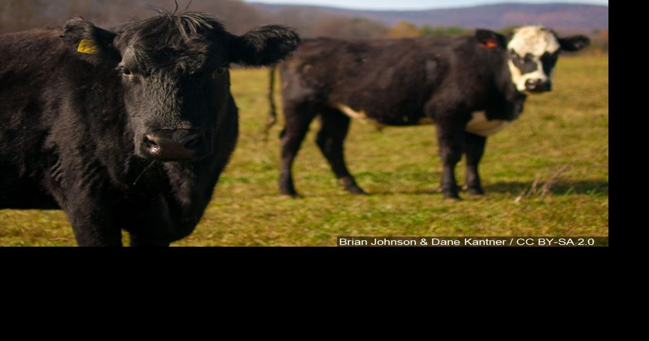 USDA claims filed in cattle fraud case involving bankrupt west Kentucky ...