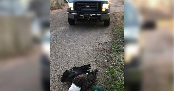 Man sentenced to two years in federal prison for killing bald eagle in ...