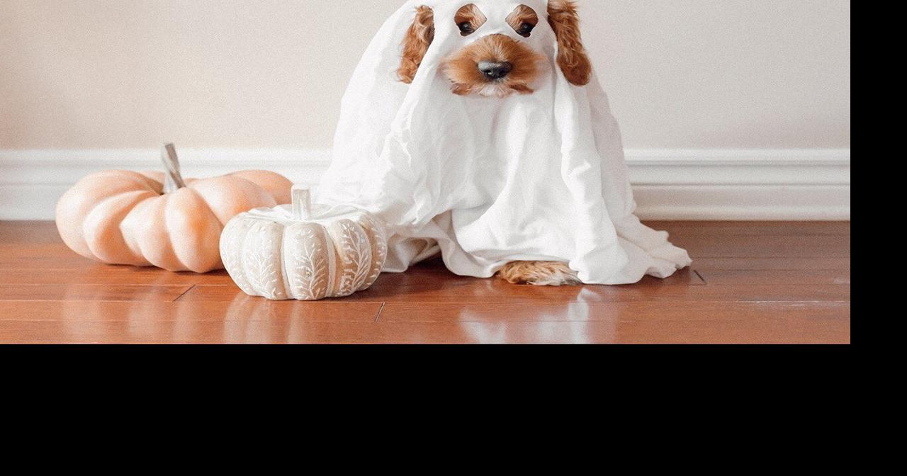 SEMO Pets to hold Trunk or Treat Thursday