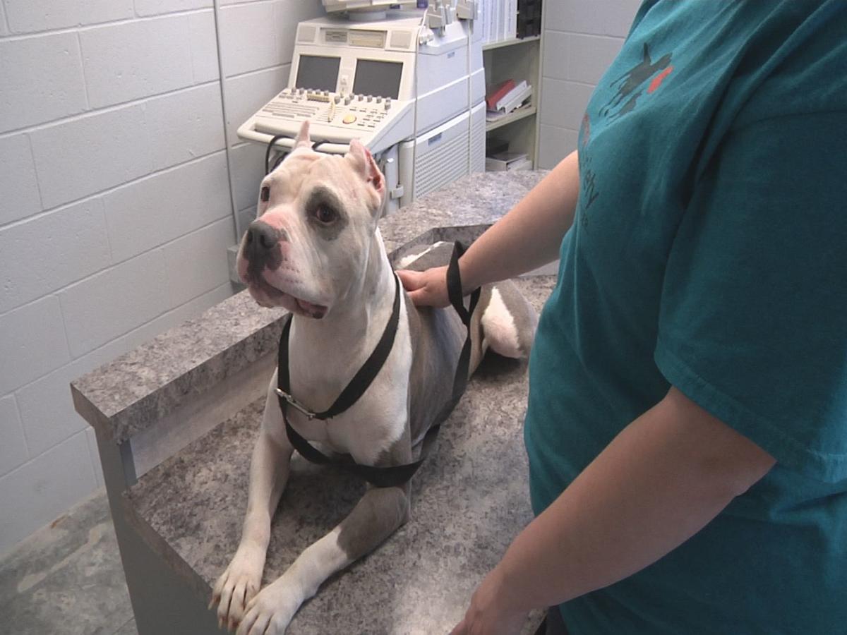 Pit Bull Believed Used As Bait Dog Recovering Well Humane Pit Bull Believed Used As Bait Dog Recovering Well Humane