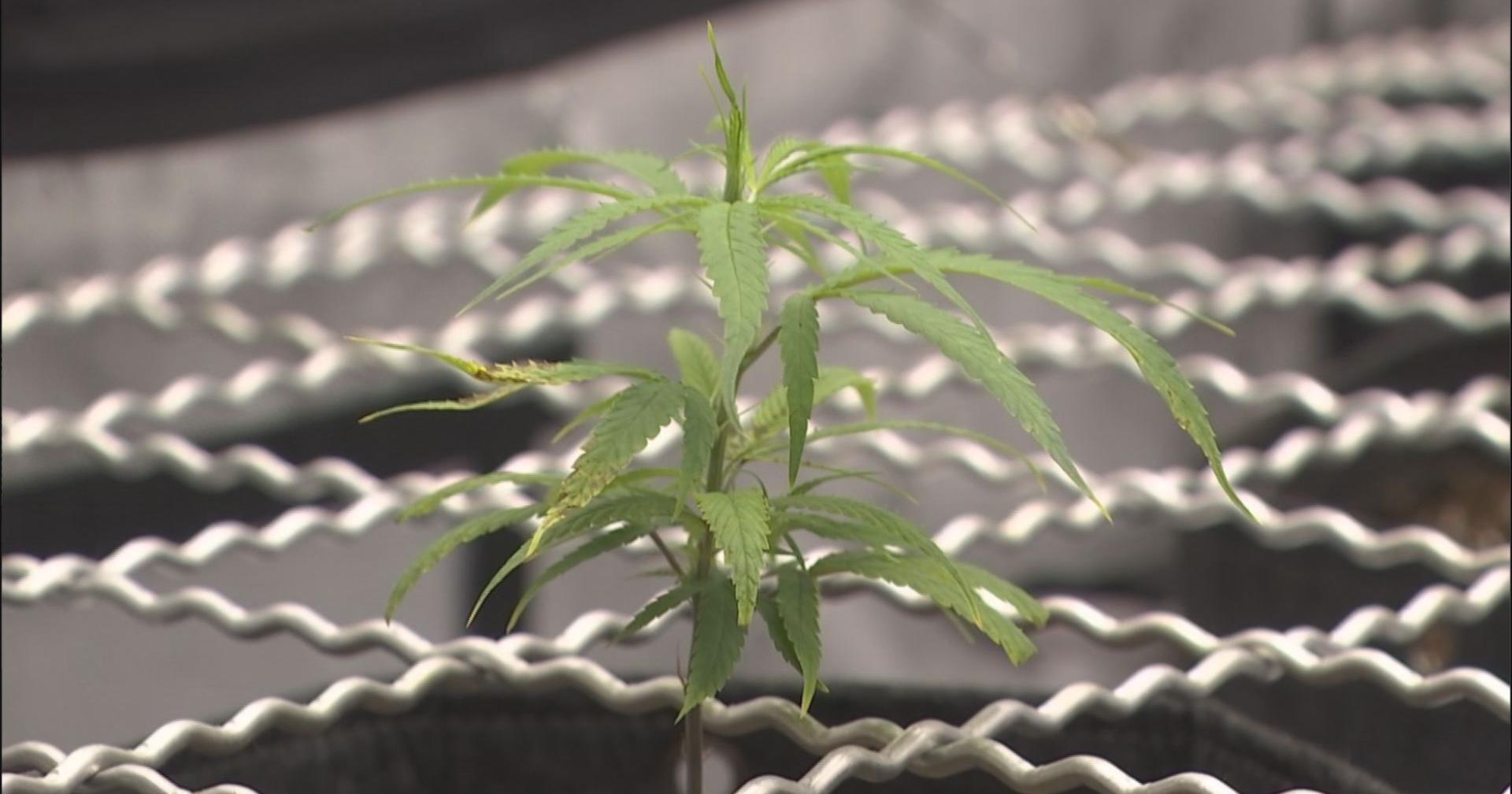 Illinois cannabis business weighs in on Kentucky medical cannabis legislation - Vimarsana News