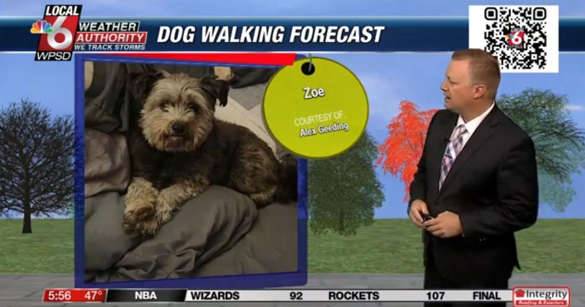 Dog walking forecast 11.12.24 Dog walking forecast 11.12.24