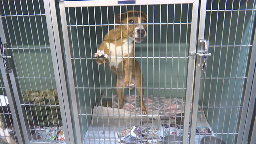 Abuse cases continue to affect the MayfieldGraves County Animal