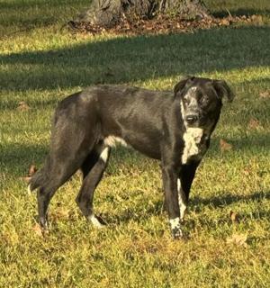 Noble Park Leaders Discuss Stray Dog Issue Following Recent Captures