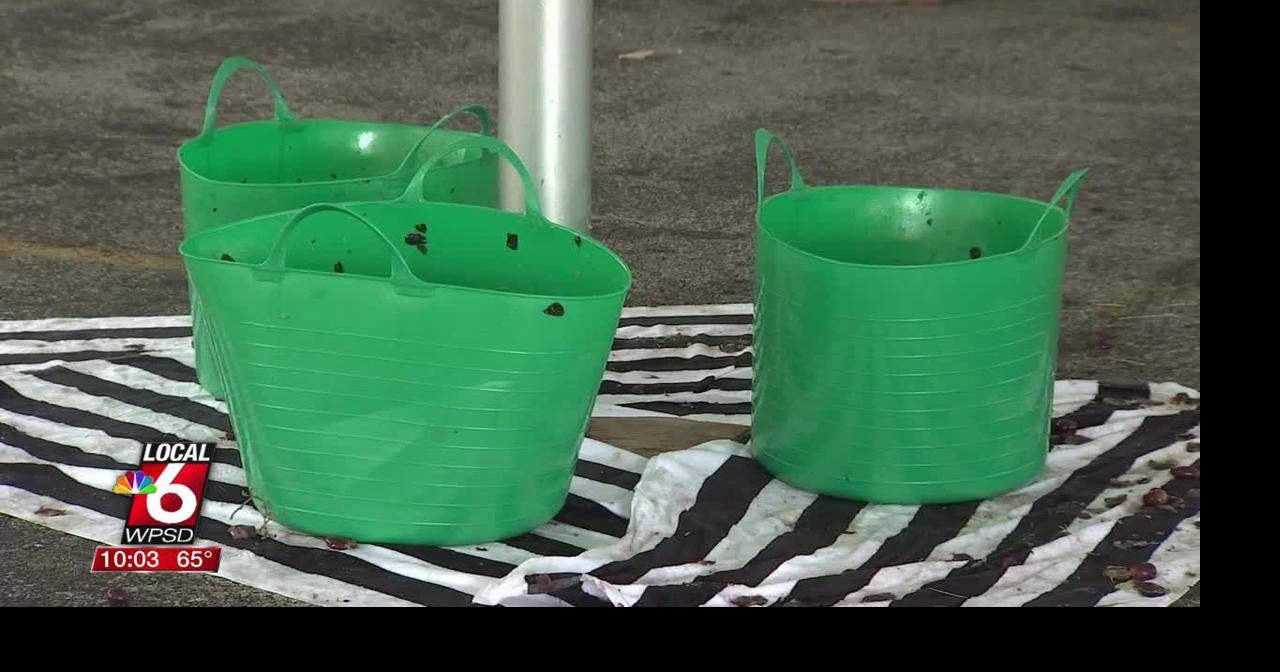 HerrinFesta Italiana sees return of grape stomping competition