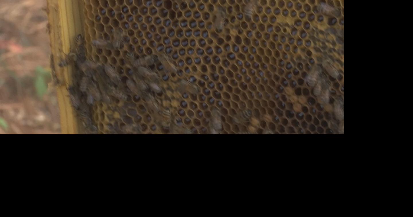 Southern Illinois beekeepers promote beekeeping Illinois News WPSD