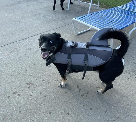Carbondale Splash Park celebrated last day of the 2023 season with Dog