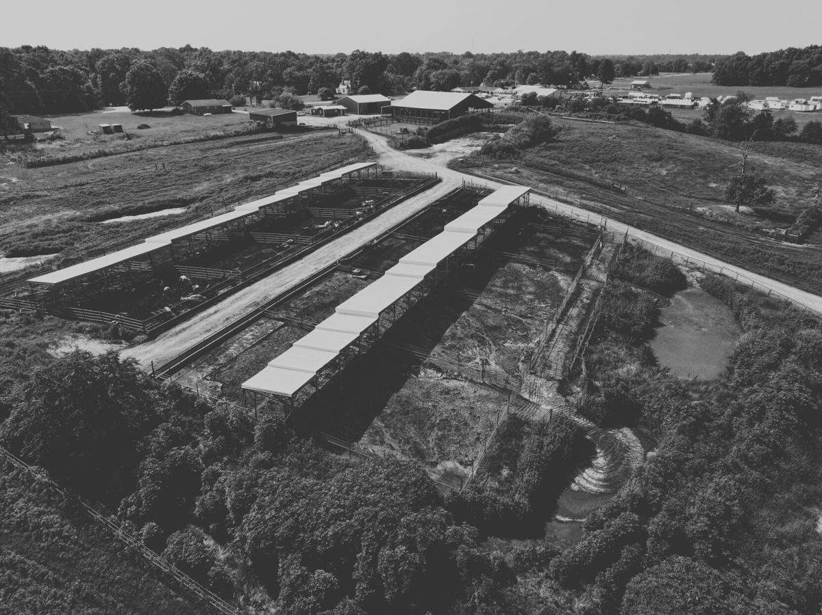 Two years later, banks grapple with impact of massive ghost cattle ...