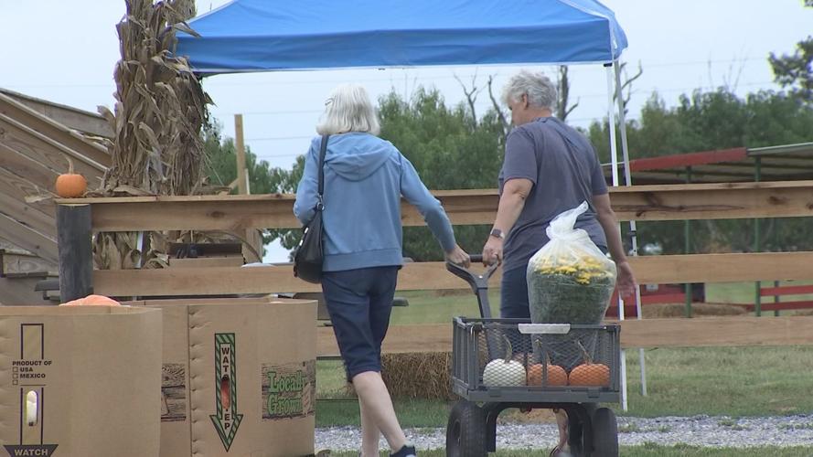 Pumpkin season back on track following temperature drop | Newsletter ...