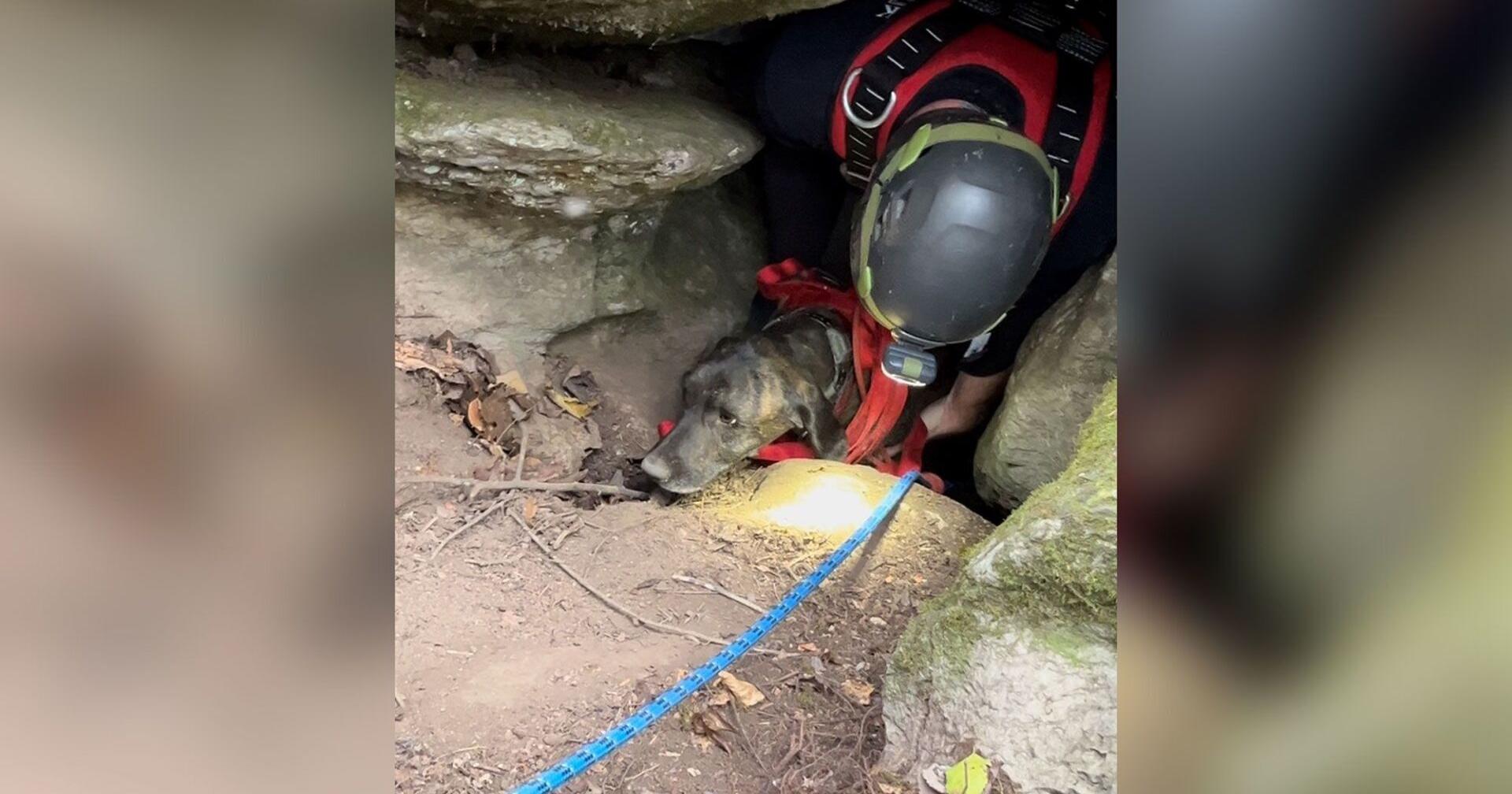 Rescuers descended into a deep cave to rescue a trapped dog – then they found a bear - Vimarsana News