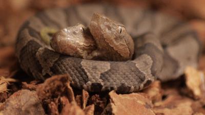 Two Headed Copperhead Snake On Display In Kentucky News Wpsd