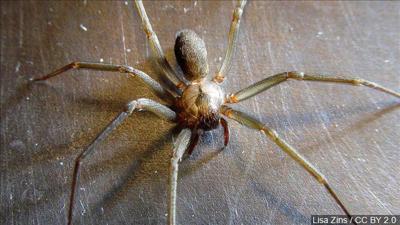 Woman Finds Nearly 50 Brown Recluse Spiders In Her Bedroom