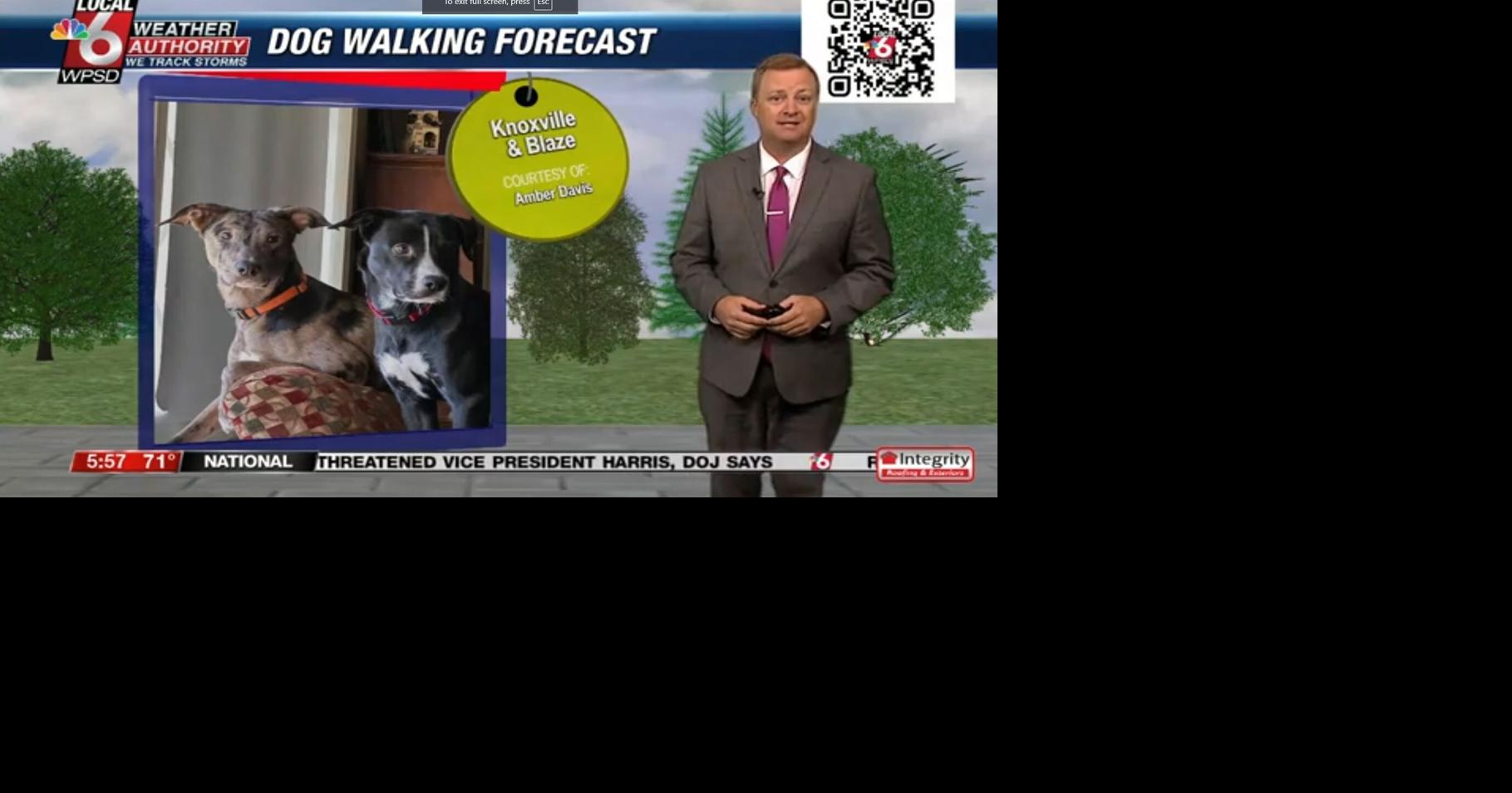 Dog walking forecast 8.6.24 | Weather