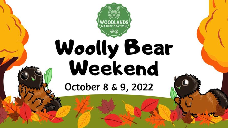 Woodlands Nature Station celebrating Wolf Week during fall break, Wooly