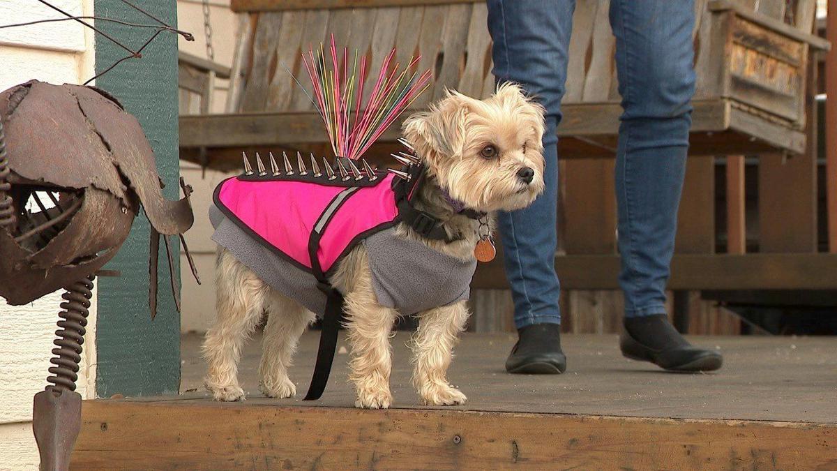 What is a Coyote Vest? How does it protect a dog?